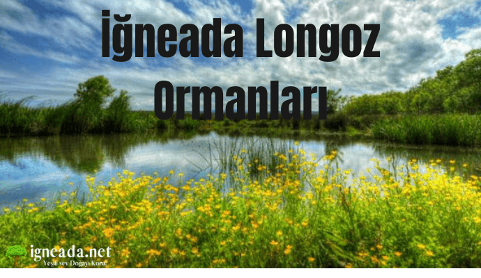 İğneada Longoz Ormanları: Neden Bu Gizli Cenneti Keşfetmelisiniz?