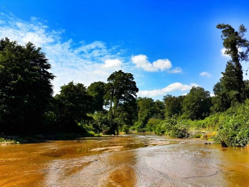 İğneada Longoz Ormanları