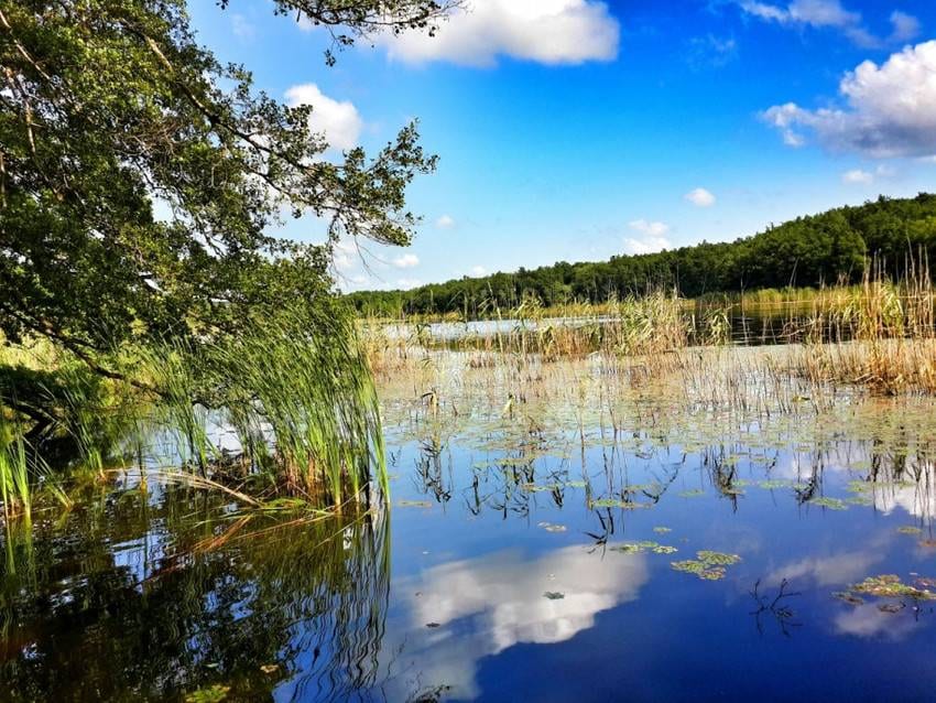 İğneada Longoz Ormanları