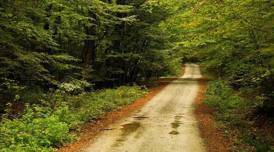 İğneada Longoz Ormanları