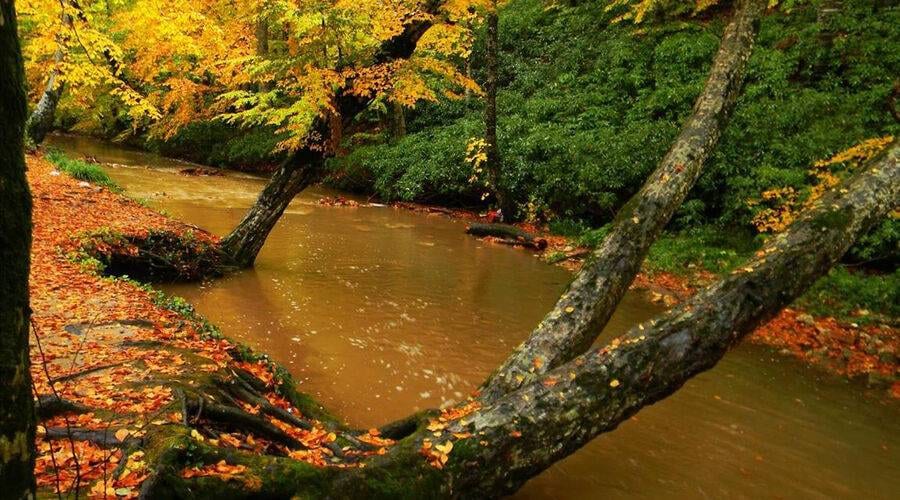 İğneada Longoz Ormanları