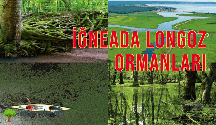 İğneada Longoz Ormanları 2026 Rehber