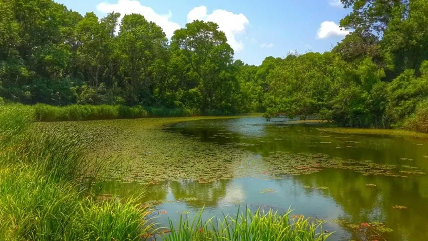 İğneada Longoz Ormanları