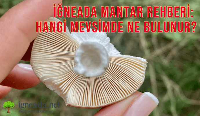 İğneada Mantar Toplama Rehberi: Hangi Mevsimde Ne Bulunur?