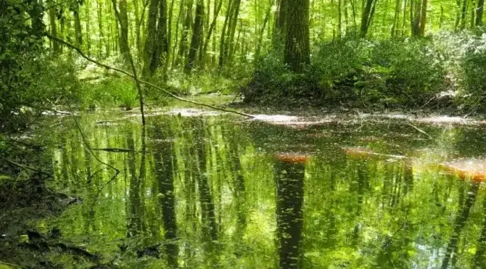 İğneada Gezilecek Doğa Harikası Yerler 15 saka gölü langozu