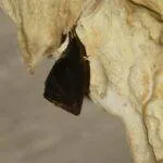 Dupnisa Mağarası Resimleri 3 Dupnisa Mağarası