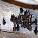 Dupnisa Mağarası Resimleri 24 Dupnisa Mağarası Yarasa