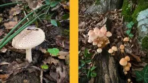 İğneada Mantar Toplama Rehberi: Hangi Mevsimde Ne Bulunur? 1 İğneada mantar toplama